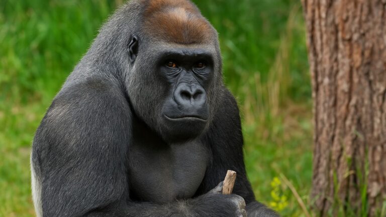 san diego zoo