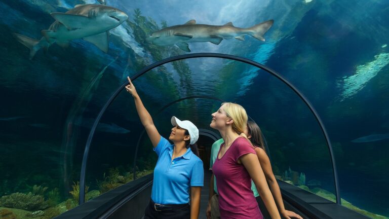 Visitors walking through the underwater tunnel at SeaWorld San Diego, surrounded by sharks and marine life swimming above.