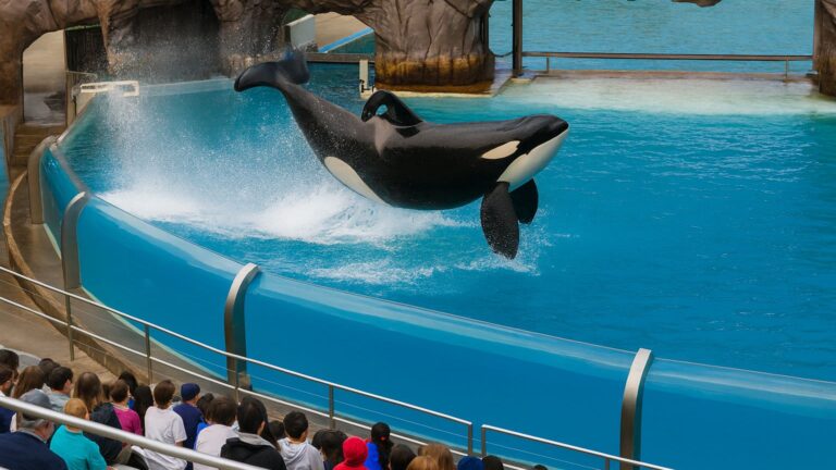Orca whale leaping during the SeaWorld San Diego show captured for Richline Transportation blog post.